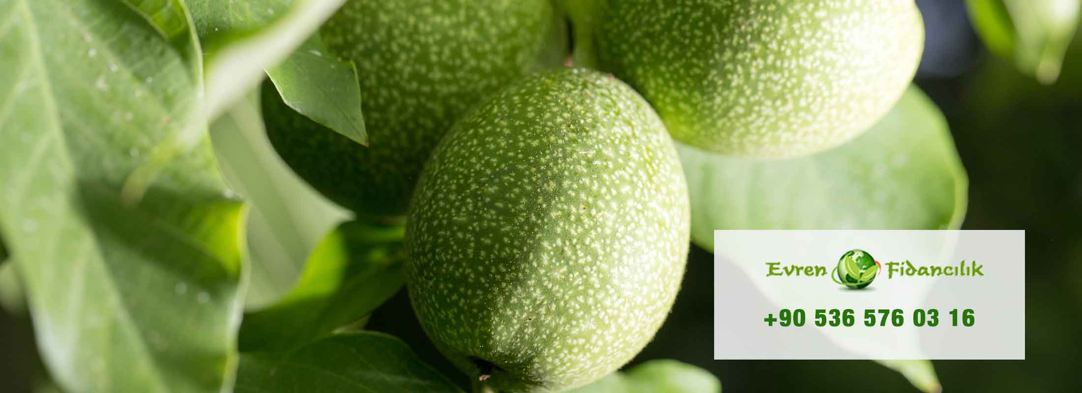 Ceviz Fidanı Satışı