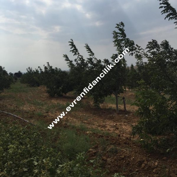 Ceviz Fidanı Evren Fidancılık