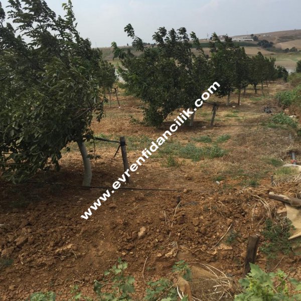Ceviz Fidanı Evren Fidancılık
