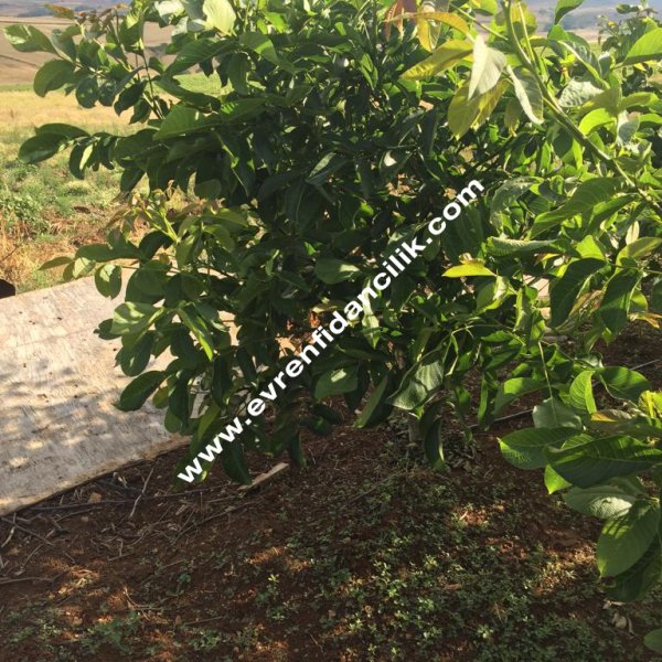 Ceviz Fidanı Evren Fidancılık