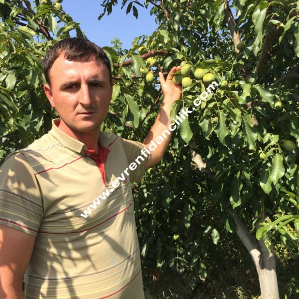 Ceviz Fidanı Evren Fidancılık