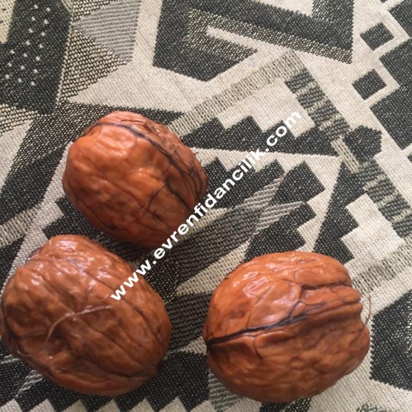 Ceviz Fidanı Evren Fidancılık